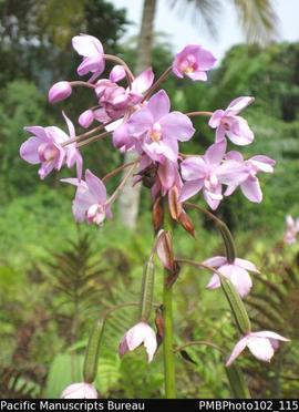 Santo  Wild orchid