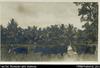 Cattle at Tetere Guadalcanal Plains (Postcard). Written on back in pencil: 'Cattle at Tetere. The...