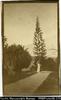 European woman holding parasol, standing on garden path. Written on back in ink: 'Looking down th...