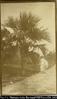 European woman holding parasol at her side, standing by large palm tree. Written on back in ink: ...