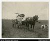 Larger format photograph of two European women and a man in a horse-drawn carriage, all holding p...