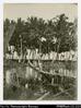 Larger format photograph of four European men standing on a log bridge. Large palm trees in backg...