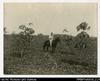 Larger format photograph of European man on horseback in a plantation.