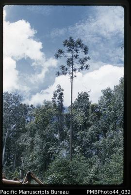 "Klinkii pine tree, Bulolo"