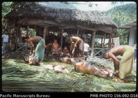 Pigs from earth oven dissected for distribution, Upolu, Samoa