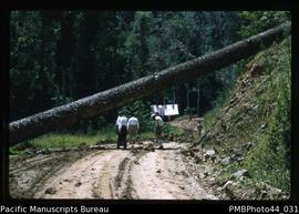 "Timber cutting, Bulolo"