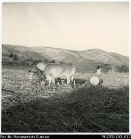 West Viti Levu scenes: In the cane fields, Nadi/Lautoka area