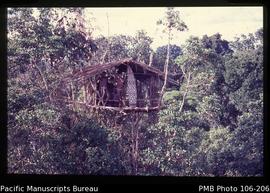 [Tree house displaying a shield, Korowai tribe]