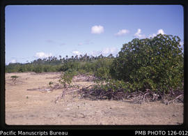 'Exposed sand flats with mangroves, near Nukunuku Island, Tonga'