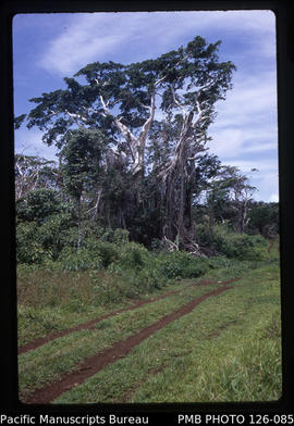 'A strangler fig tree on 'Eua Island, Tonga'