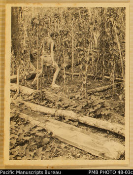 Margaret Tedder stepping through yam garden, Kirakira
