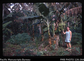 'Tapioca and bananas under coconuts [with Liz Baker], Tonga'