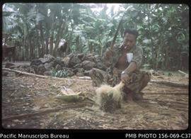 Beating coconut shell fibre for making sennet [cord], Upolu, Samoa