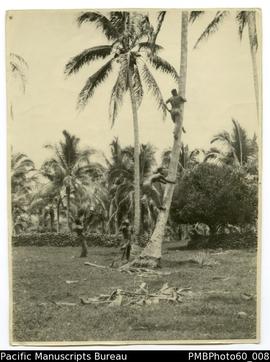 ni-Vanuatu men climbing a coconut tree