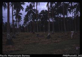 Coconut plantation, Tangoa