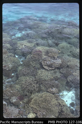 'Coral reef seen from bow of MV Komaiwai, Fiji'
