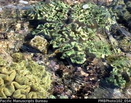 Malekula Maskelynes coral
