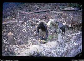 'Choiseul workmen using McCulloch chainsaws on fallen trees, Wagina Island'