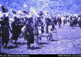 'Baiyer River: a traditional 'singsing' near the river, plumes, bows and arrows, shells [1]'