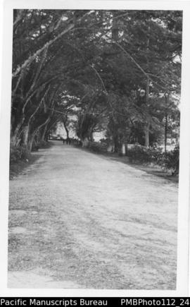 Madang [Madang District, archway of trees]