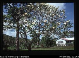 'Frangipani at mission house, South West Bay'