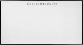 Chloranthaceae