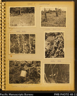 Photograph album, page 9: Longgu preparation - Marau, Saki's Mananga [garden]
