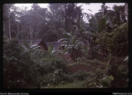 'Tenaru bush village with banana trees, Guadalcanal'