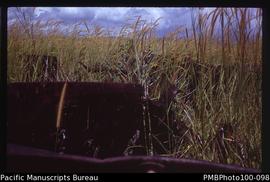 "Remains of American WW2 transport near Konga Road, Guadalcanal plains."