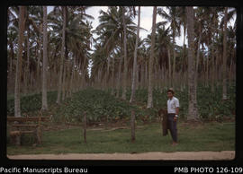 'Liahona, Latter Day Saints coconut plantation with interplanted root crops with Edward Mafi, Tonga'