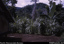 'Track to Valehaichichi, Guadalcanal' [with sugarcane plants]