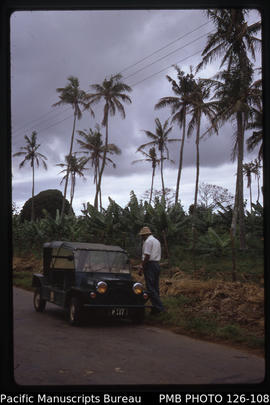'Stick insect damage to coconut palms underplanted with bananas. Dr. Vincent Liyanage, Tonga'