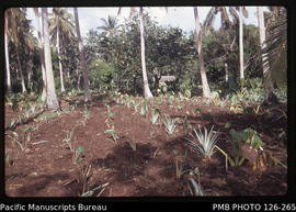 'Newly planted pineapples and yams under coconuts, Tonga'