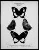Single black and white plate headed Nymphalidae Nymphaline, Prothoe I, with a handwritten note sa...
