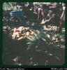 "Some of the kaukau being lifted from the mumu. (Also had taro, bananas, pig, chicken, lamb,...