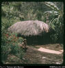 "On way to caves near Giimanda. Woman drying coffee. Mountainside. Western Highlands, PNG.&q...