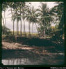"Kar Kar Island. Old volcanic crater in distance (in middle of island). 10 coconut plantatio...