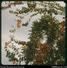 "Bougainvillea and pine tree in late afternoon sunlight at Lutheran camp - garden of Freunds...