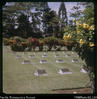 "Small part of Australian section - War cemetery, Lae."