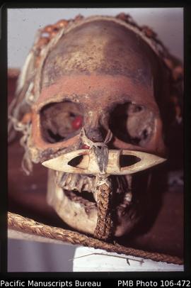 Skulls, Asmat Tribe