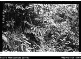 Understorey in rainforest
