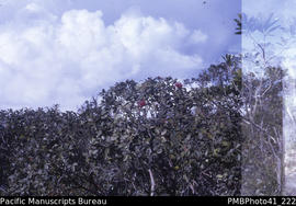 'Eugenia Sp. on top, Mt Popomanisiu, Guadalcanal'