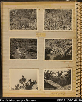 Photograph album, page 18: Kobito gardens, Guadalcanal and Bananas, Gold Ridge