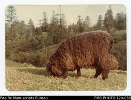 Agnes Jensen’s black wool sheep, Norfolk Island.