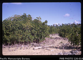 'Closeup view of mangroves, Tonga'