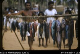 "Fish at Koki market, Port Moresby"