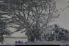 Large Obava (?) Tree, Tonga.
