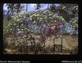 'Nguna mission garden frangipani and bougainvillea'