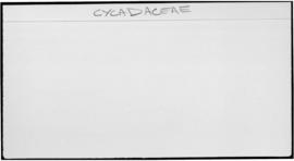 Cyadaceae