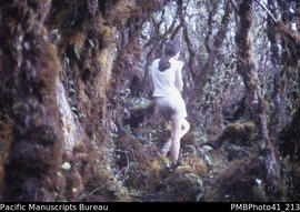 'Moss forest near summit, Mt Popomanisiu, Guadalcanal – Wendy Tedder'